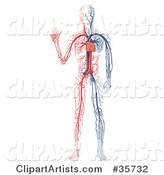 Blue and White Veins and the Heart of a Human Body