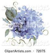 Blue Hydrangea Flowers and Leaves