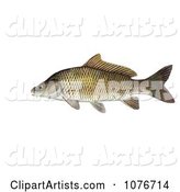 Common Carp or European Carp Fish (Cyprinus Carpio)