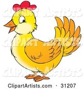 Friendly Yellow Chicken Hen with Red on Her Head