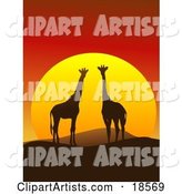 Giraffe Pair Silhouetted on a Hilly African Landscape in Front of a Big Red Sunset