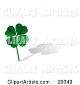 Green Textured Four Leaf Clover on a Long Stem, over a White Background with a Shadow
