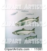 King Salmon Fish Swimming in Blue Waters