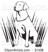 Alert Labrador Retriever Dog Hunting with His Master, Sitting in Tall Grasses and Waiting, on a White Background