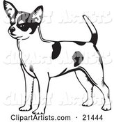 Alert Short Haired Chihuahua Dog with a Spotted Coat, Holding His Tail up and Facing Left, on a White Background