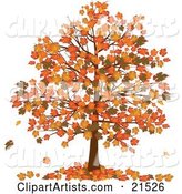 Autumn Tree with Vibrantly Colored Orange and Yellow Fall Leaves on the Branches and on the Ground Below