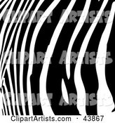 Background of Curved Black Zebra Stripes