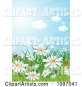 Background of Red and White Spring Wildflowers in Grass Under a Sunny Sky