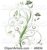 Beautiful Organic Green Plant with Tendril Leaves on White
