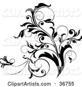 Black and White Curly Plant Flourish Design Accent