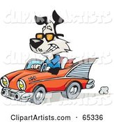 Black and White Dog Driving a Classic Convertible Car