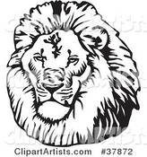 Black and White Male Lion Head