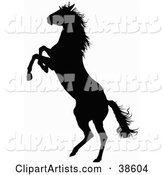Black Silhouette of a Rearing Horse