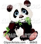 Blue Eyed Baby Panda Sitting and Munching on Bamboo