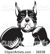 Boxer Dog with Cropped Ears, Fighting with Boxing Gloves, Black and White