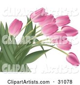 Bunch of Pink Tulip Flowers with Lush Green Stalks and Leaves, over White