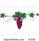 Bunch of Purple Concord Grapes with Green Leaves on a Grapevine, over a White Background