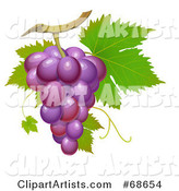 Cluster of Fresh Purple Grapes on a Green Vine