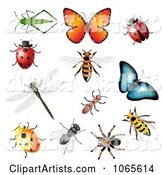 Colorful Insects