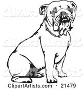 Cute and Obedient Bulldog Seated, over a White Background