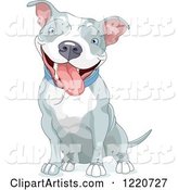 Cute Happy Gray and White Pit Bull Dog Sitting