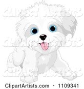 Cute Playful Bichon Frise or Maltese Puppy Dog