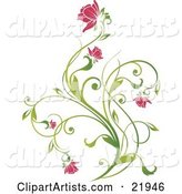 Delicate Green Plant with Pink Blooming Flowers on a White Background