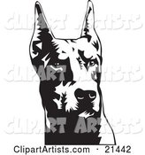 Doberman Pinscher or Dobie Dog Wiith Cropped Ears, on a White Background