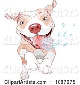 Excited Pit Bull Dog Running and Drooling