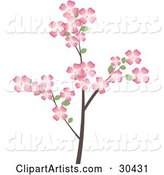 Flowering Dogwood Tree Branch Covered in Beautiful Pink Flowers