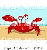 Friendly Red Crab Getting Sunshine on a Warm Sandy Beach
