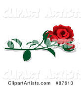 Fully Bloomed Single Red Rose and Bud with a Stem