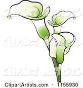 Green Calla Lily Flowers