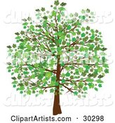 Grown Tree with Green Leaves and Foliage