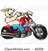Happy Shirtless Pig in Shades, Riding a Red Chopper