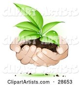 Human Hands Supporting a Sprouting Green Plant in Dirt, Symbolizing Support