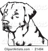 Labrador Retriever Dog's Face, Looking off to the Left, on a White Background