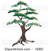 Large Juniper Tree with Green Foliage Tufts