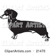 Long Dachshund, Doxie, Dackel, or Teckel Dog on a White Background