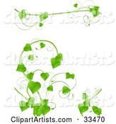 Lush Green Vine with Heart Shaped Leaves Growing on a White Background