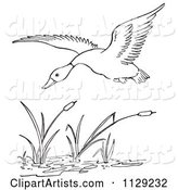 Outlined Duck Flying over Cattails in a Pond
