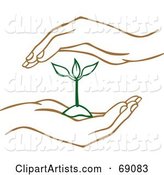 Pair of Human Hands Protecting a Green Seedling Plant