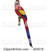 Perched Scarlet Macaw with Its Body in Profile and Face Looking Outwards