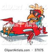 Relaxed Red Rooster in Shades, Sun Bathing on a Lounge Chair and Sipping a Drink