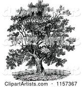 Retro Vintage Black and White Mature Black Walnut Tree