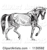 Retro Vintage Diagram of Walking Horse Muscles in Black and White