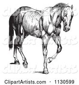 Retro Vintage Engraved Horse Anatomy of Muscular Covering in Black and White