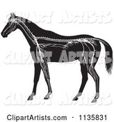 Retro Vintage Horse Anatomy of the Nervous System in Black and White