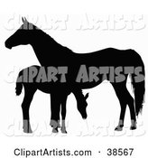 Silhouette of a Foal Grazing by a Horse