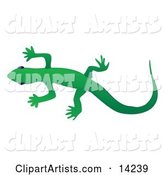 Solid Green Gecko Lizard over a White Background